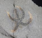 Ophiura sp. LAMARCK 1801 - Bild © FossNet FossilienStore